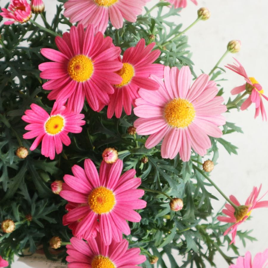 マーガレット ストロベリーホイップ【花苗 3.5～4号鉢】