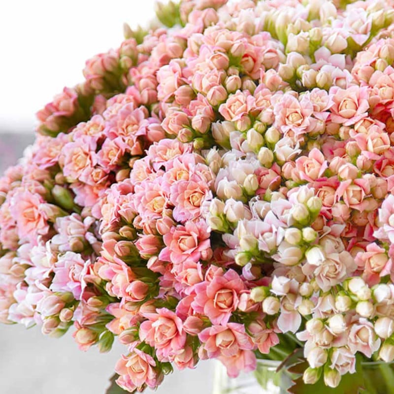 ミニ薔薇 ボルドー 【花苗 3.5号鉢】｜ 【植物のITANSE】全品