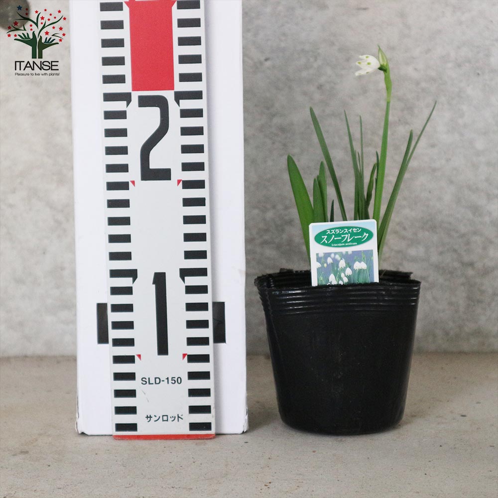 スノーフレーク 【花苗 3.5号ポット苗 球根芽出し苗】｜ 【植物の