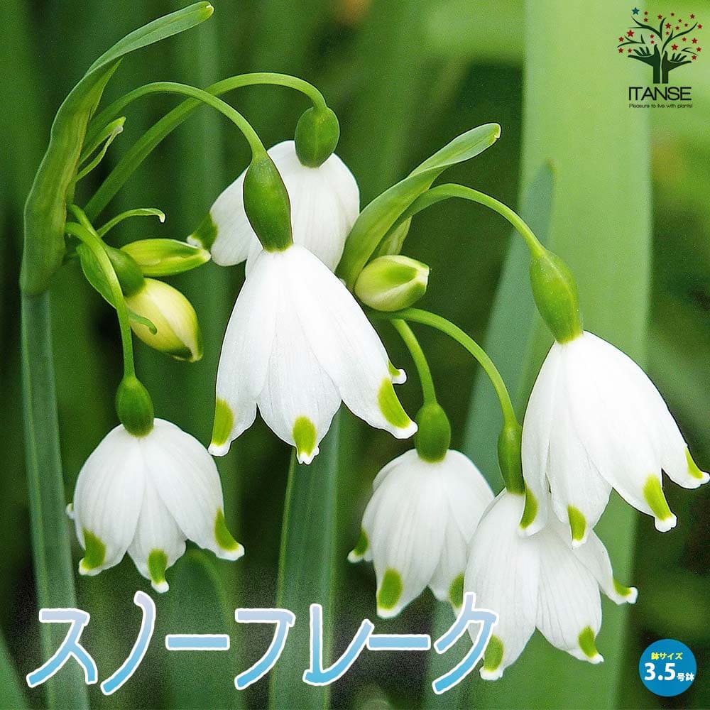 スノーフレーク 【花苗 3.5号ポット苗 球根芽出し苗】