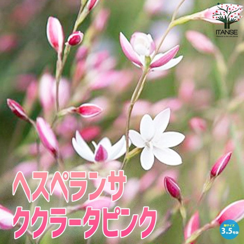 グレビレア・ロンギスティーラエレガンス 【庭木 4号ポット苗／1