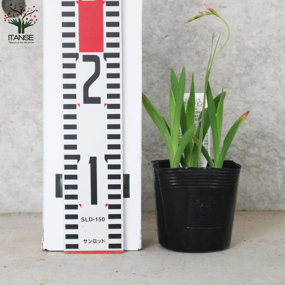 ヘスペランサ・ククラータピンク【花苗 3.5号ポット苗 球根芽出し苗