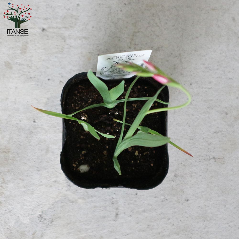 ヘスペランサ・ククラータピンク【花苗 3.5号ポット苗 球根芽出し苗