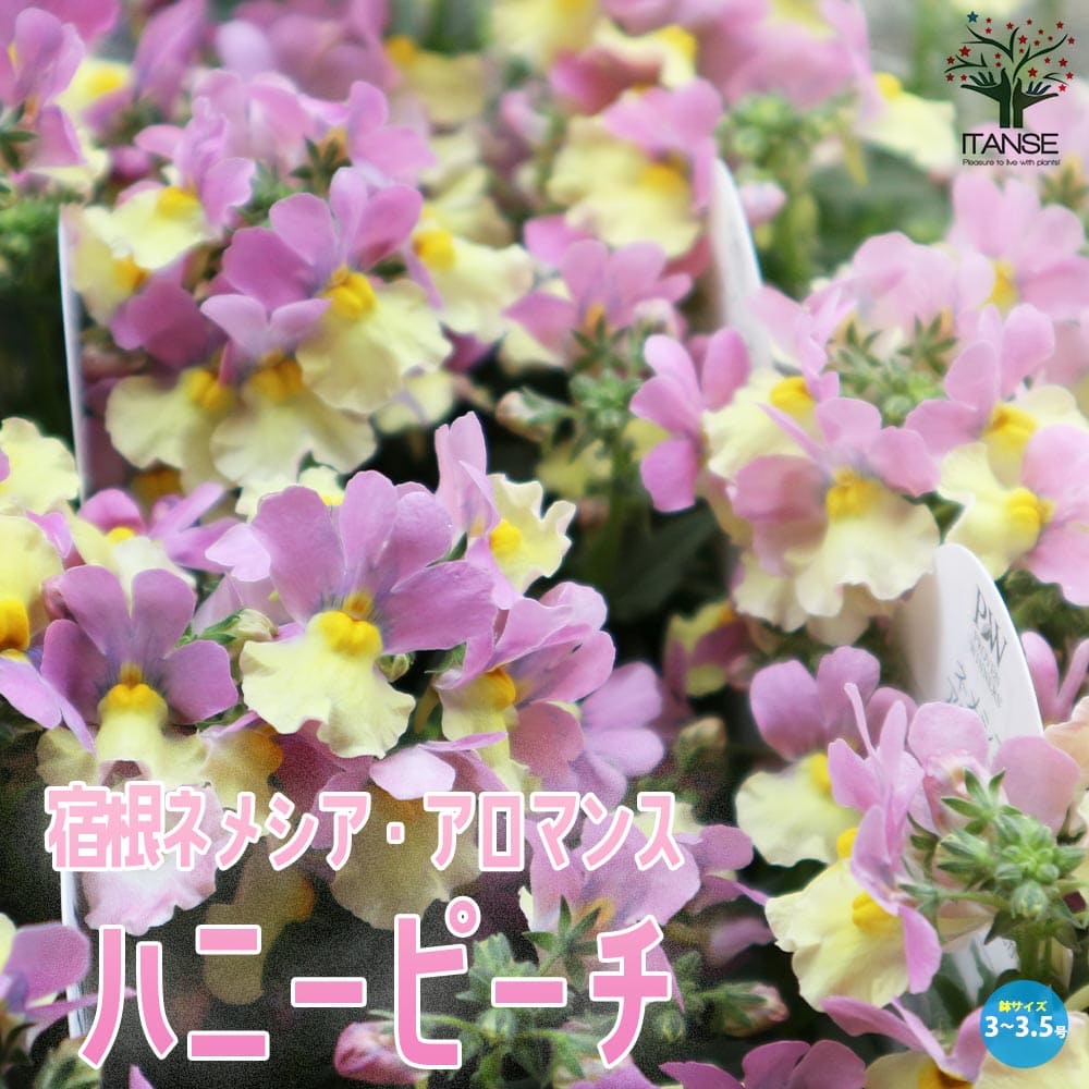 宿根ネメシア・アロマンス ハニーピーチ【花苗 3号ロングポット～3.5号