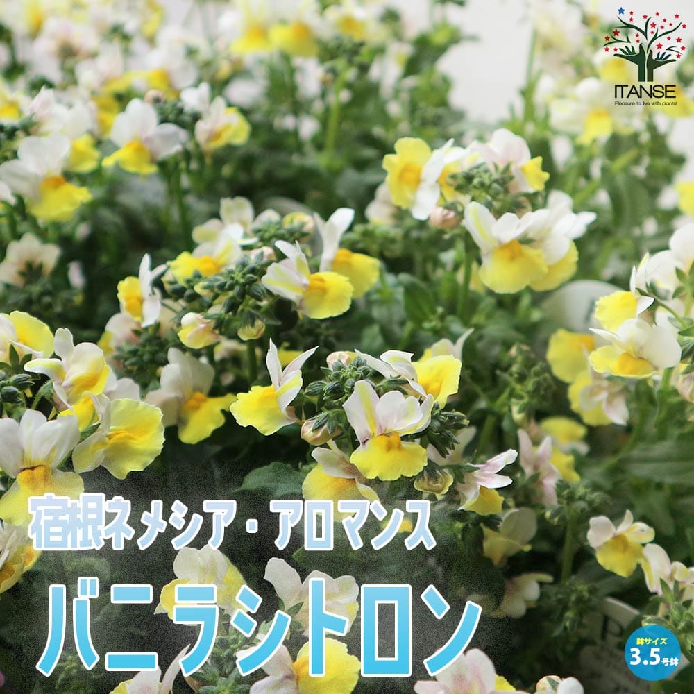 特選3 アロエ アンカラネンシス（実生苗） アロエ アンカラネンシス（実生苗） 特選3 アロエ アンカラネンシス