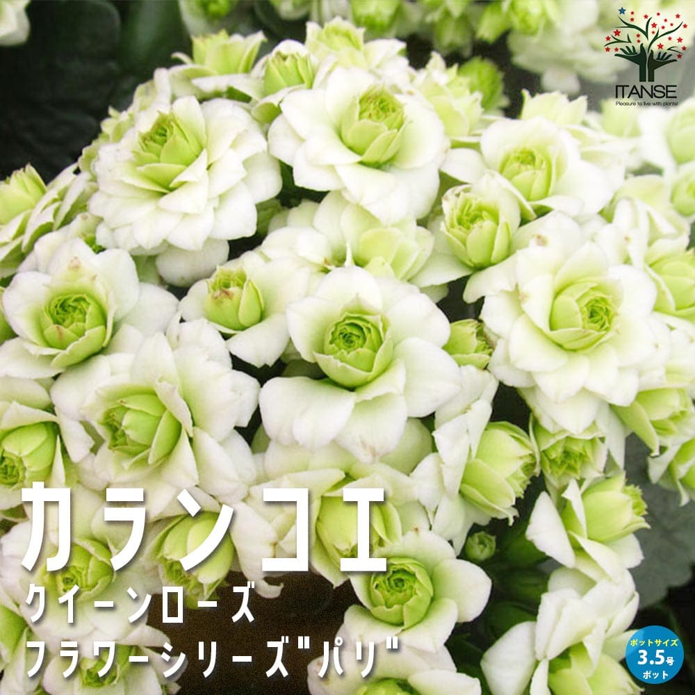 カランコエ パリ 【花苗 3.5号タンブラー】