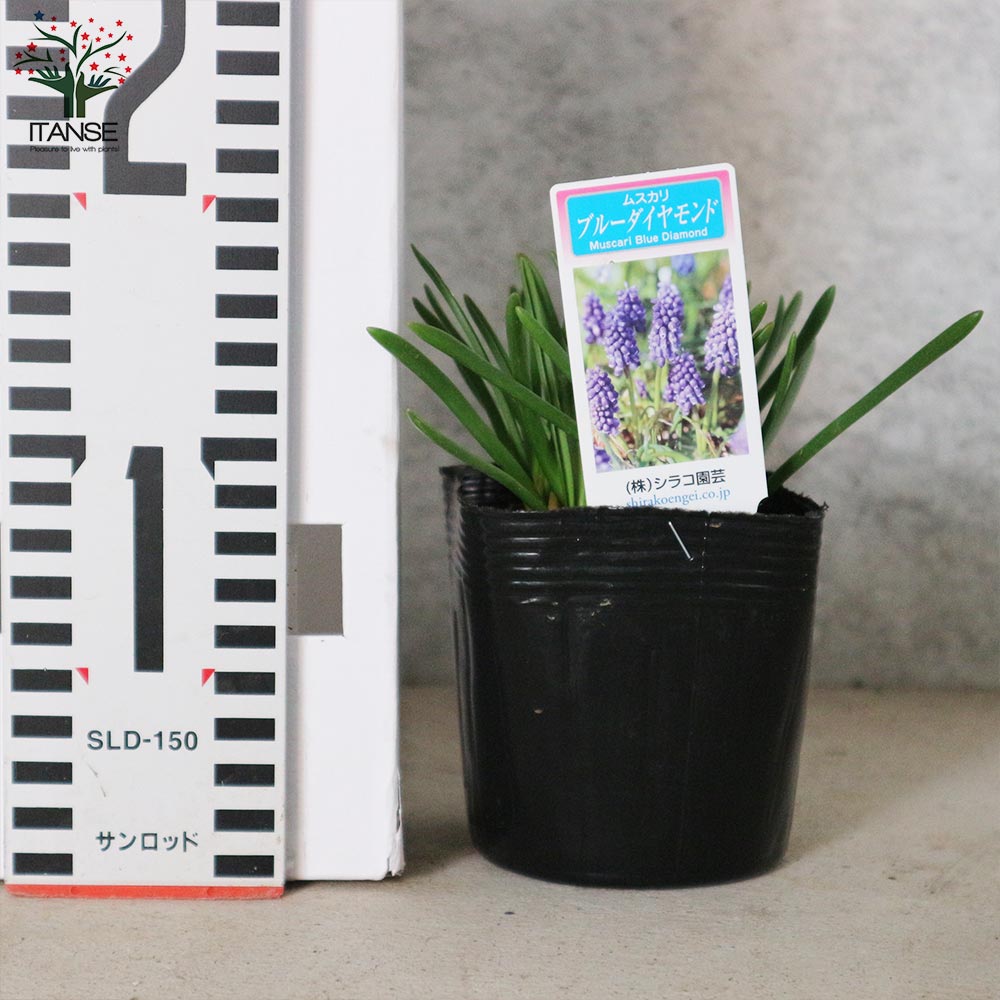 宿根草苗No.10　 掘り上げ株9cmポット8個 宿根草苗No.10 掘り上げ株9cmポット8個 - メルカリ