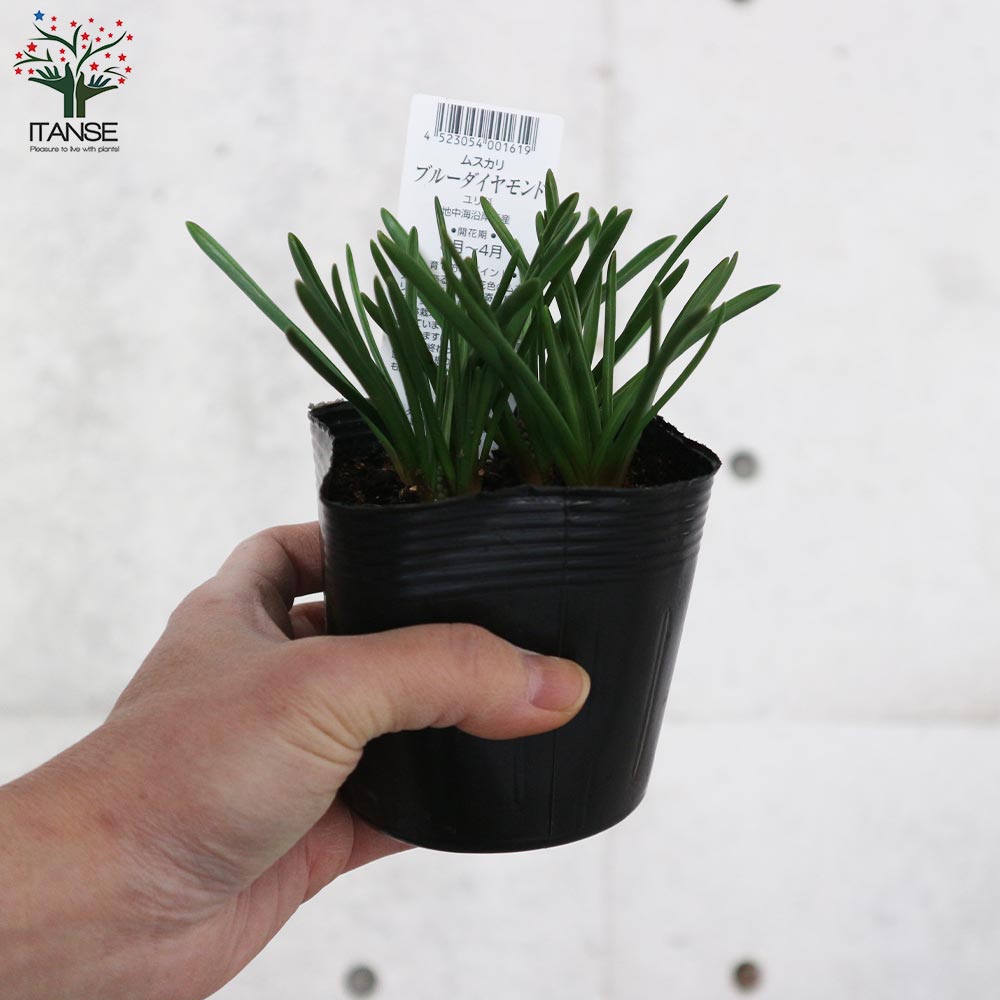 ムスカリ・ブルーダイヤモンド 【花苗 3.5号ポット苗 球根芽出し苗