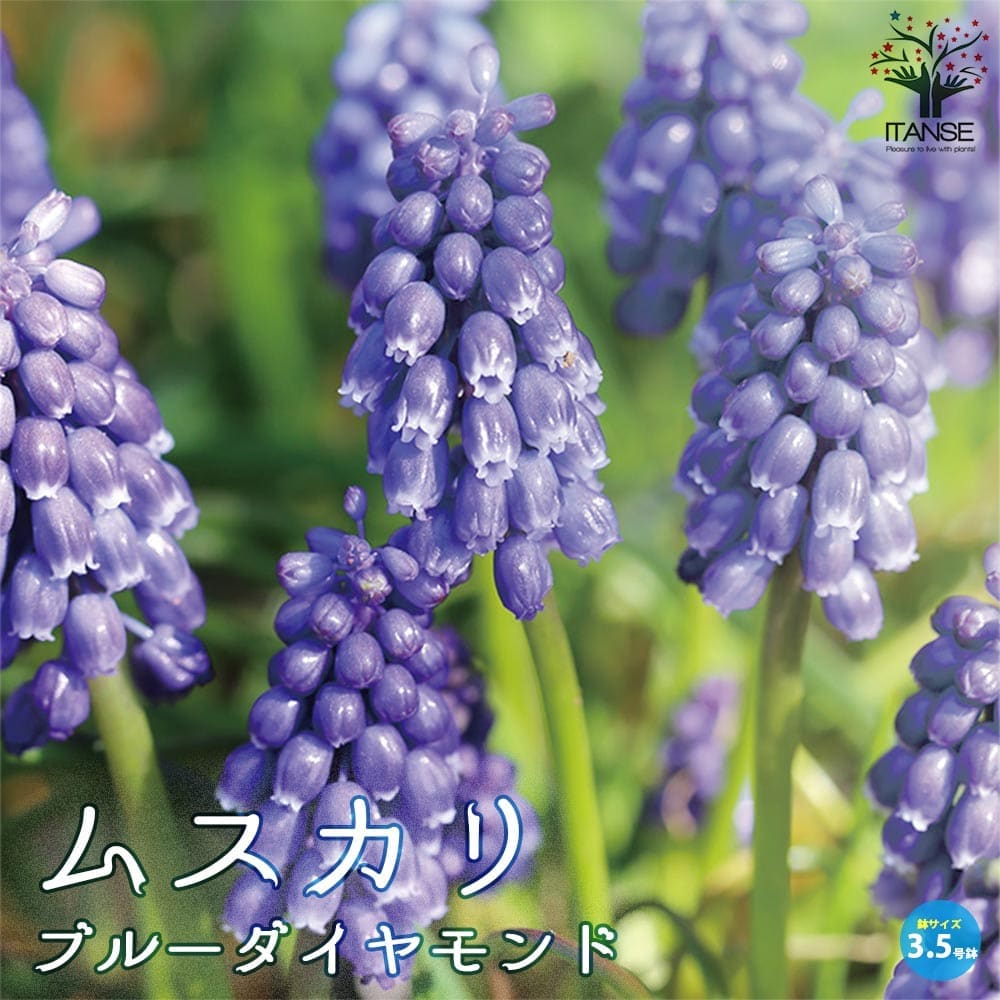 ムスカリ・ブルーダイヤモンド 【花苗 3.5号ポット苗 球根芽出し苗】