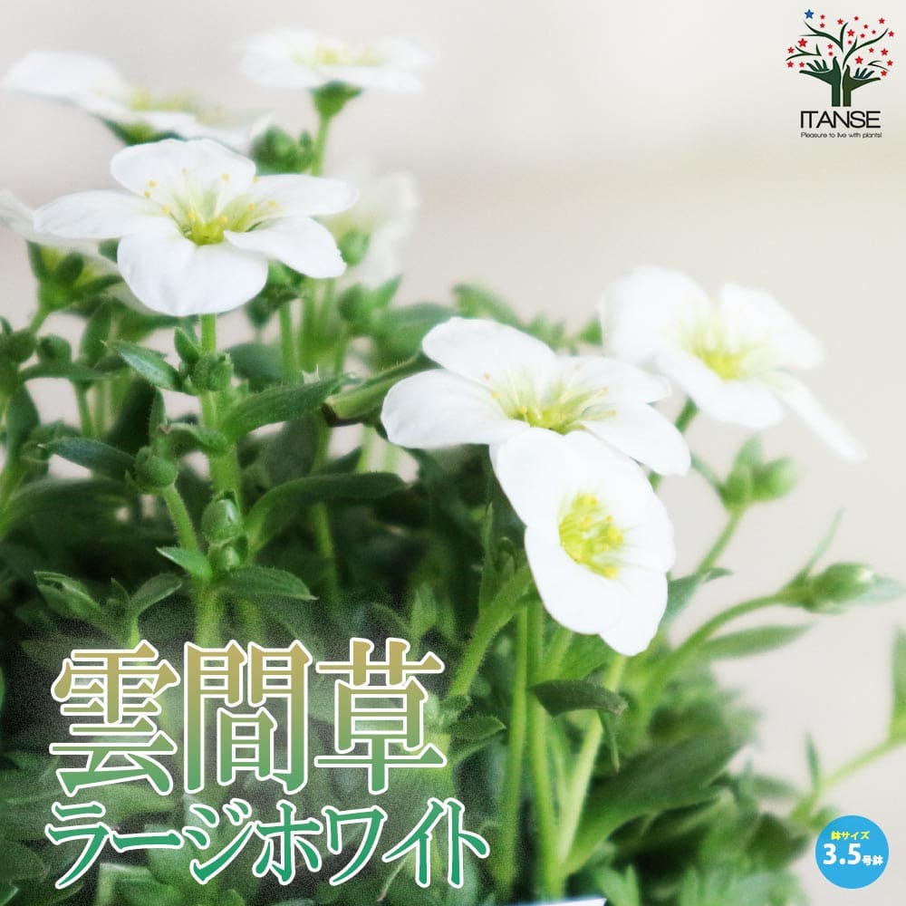 雲間草(クモマグサ)・ラージホワイト【花苗 3.5号苗】
