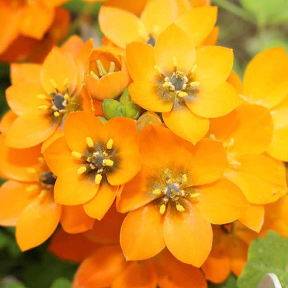 オーニソガラム・ダビウム 黄系【花苗 4号鉢 球根芽出し苗】