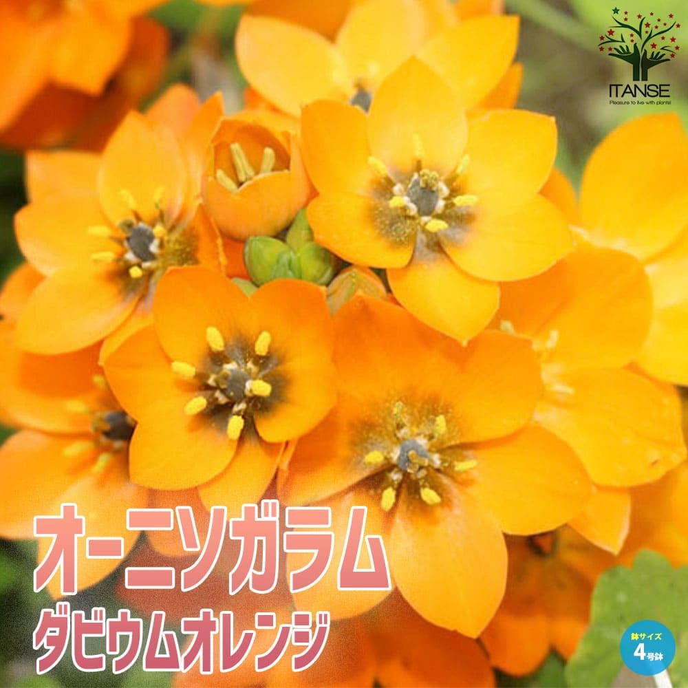 オーニソガラム・ダビウムオレンジ【花苗 4号鉢 球根芽出し苗】