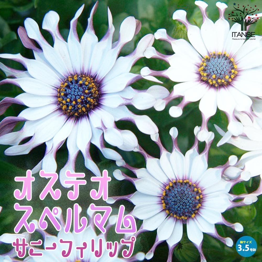 オステオスペルマム・サニーフィリップ【花苗 3.5号ポット苗】