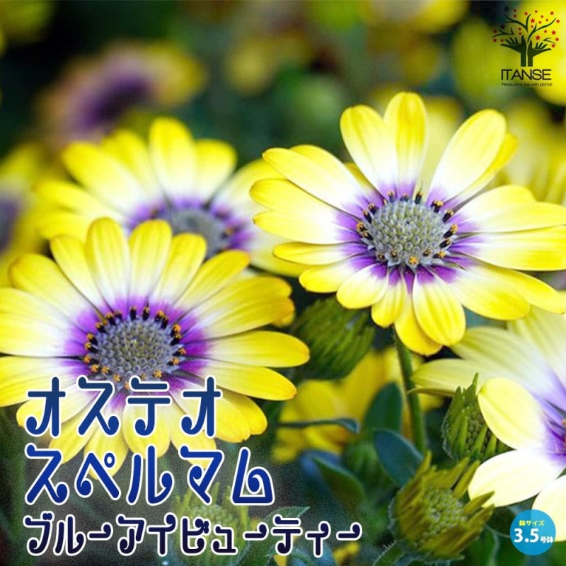 発色綺麗♡ケントオレガノビューティ 切り花 8本 花20以上 発色綺麗♡ケントオレガノビューティ 切り花 8本 花20以上