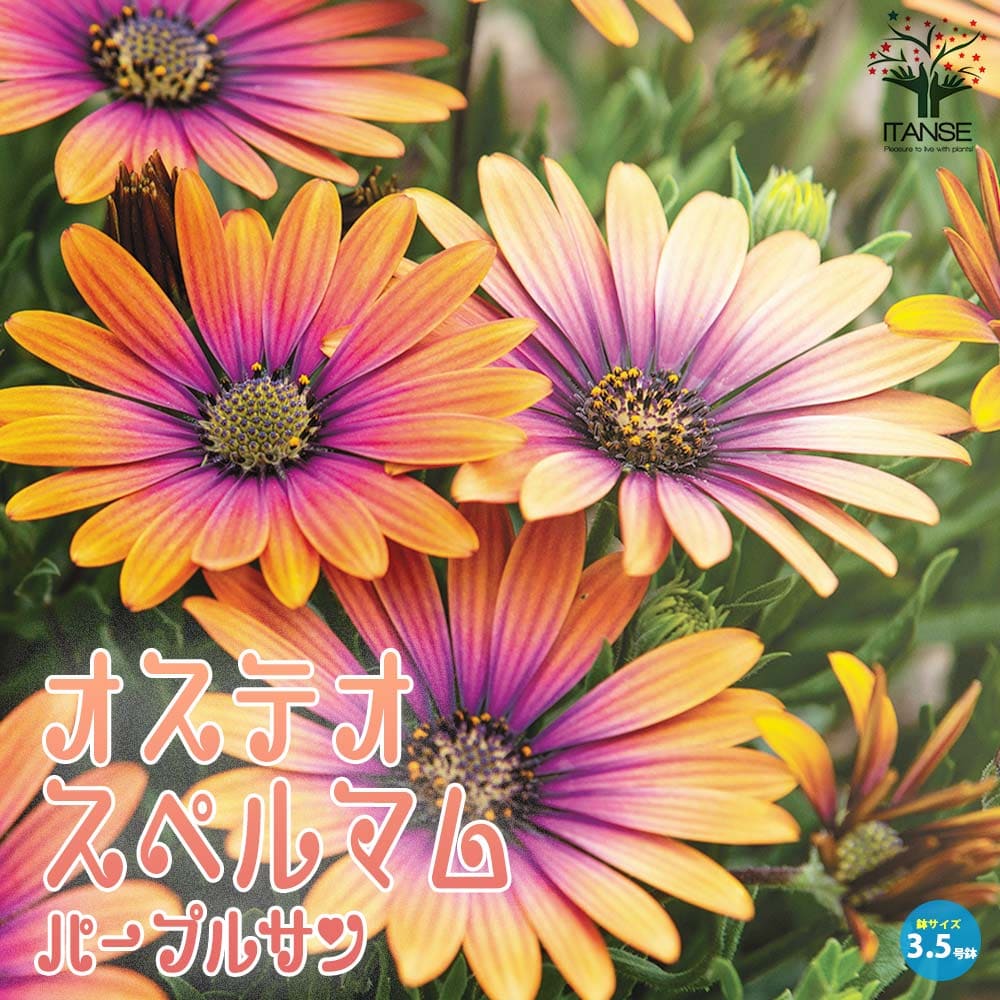 オステオスペルマム・パープルサン【花苗 3.5号ポット苗】