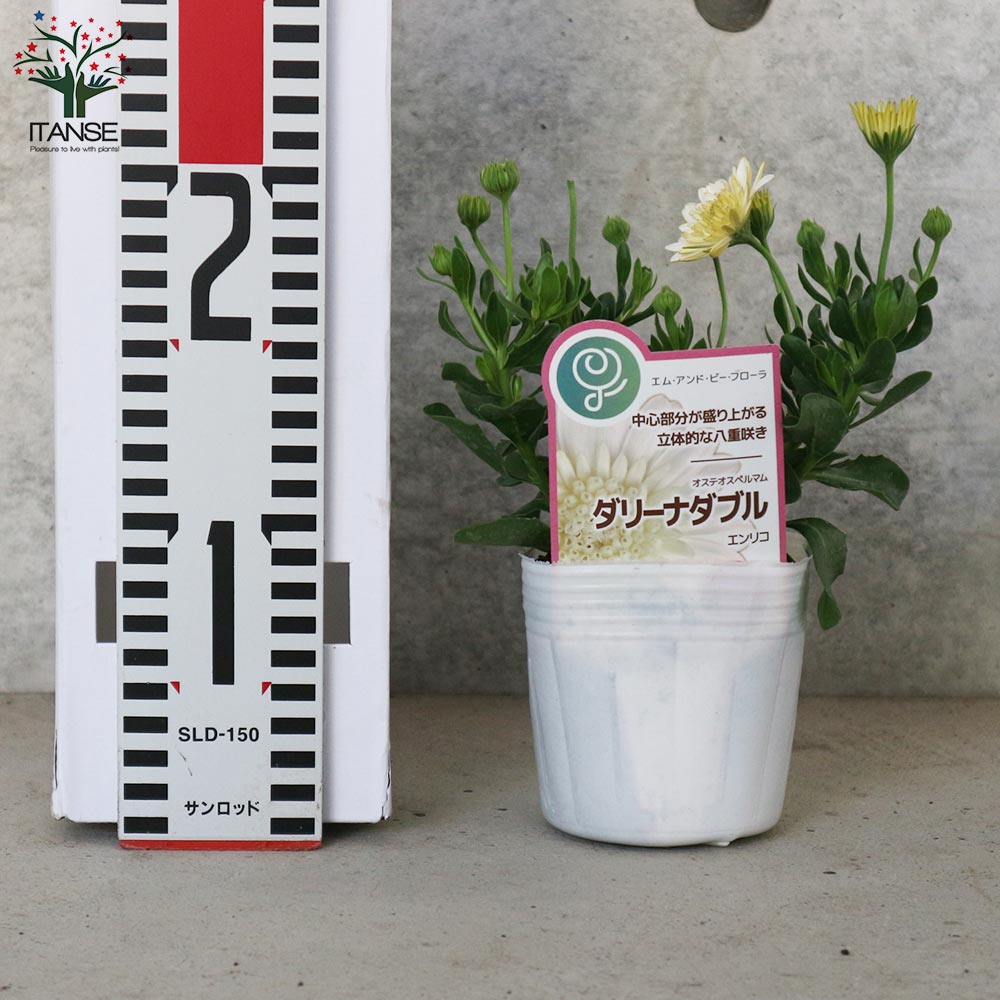 オステオスペルマム・ダリーナダブル エンリコ【花苗 3.5号ポット苗