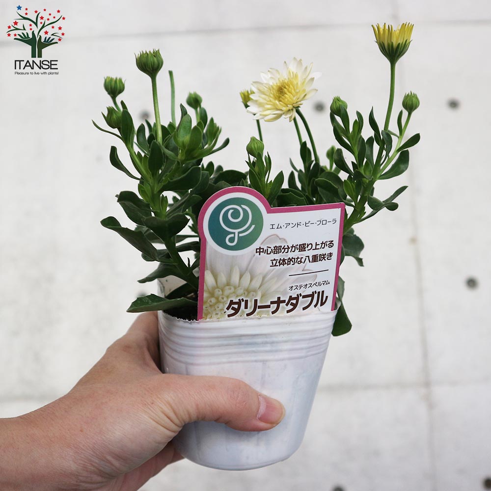 オステオスペルマム・ダリーナダブル エンリコ【花苗 3.5号ポット苗