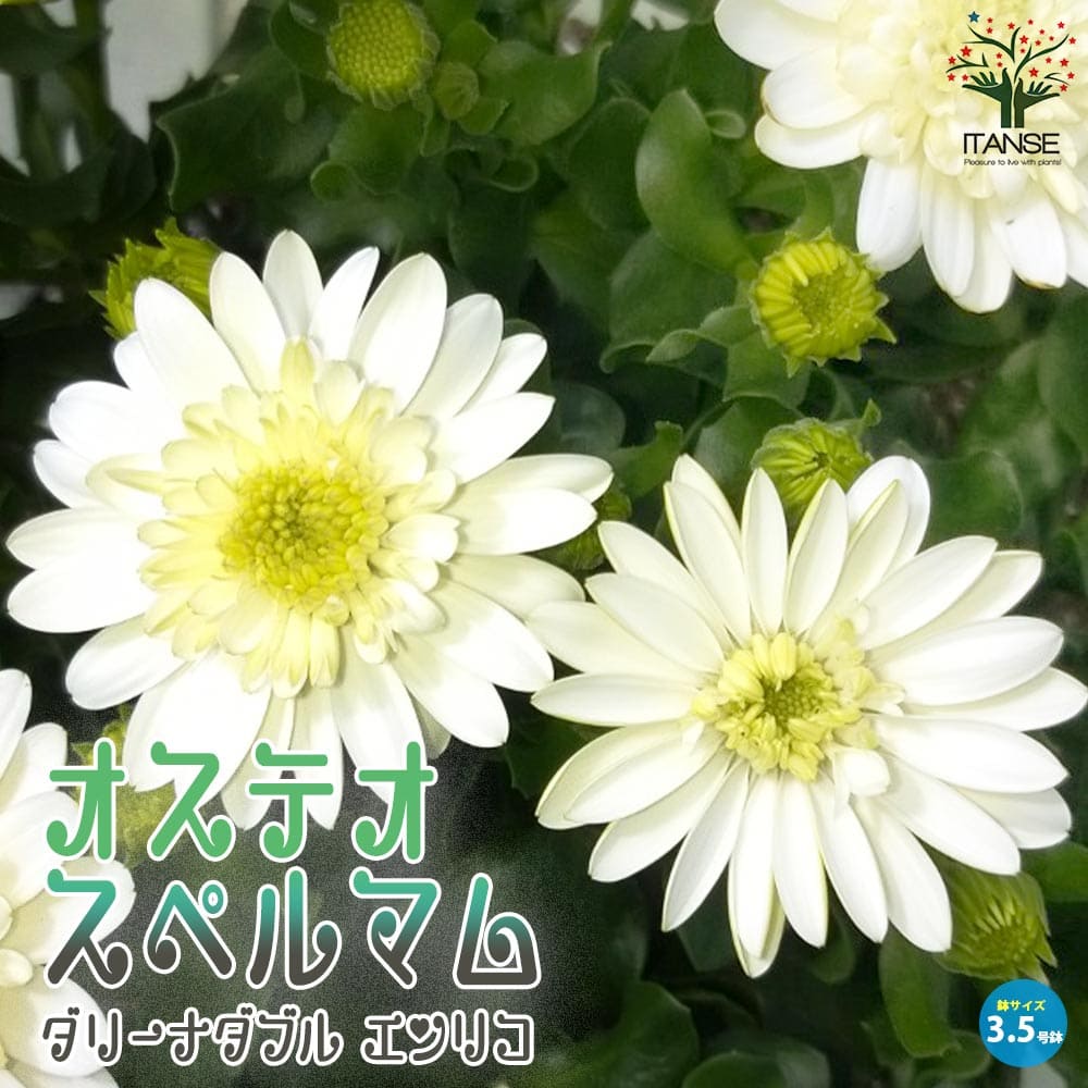 オステオスペルマム・ダリーナダブル エンリコ【花苗 3.5号ポット苗】