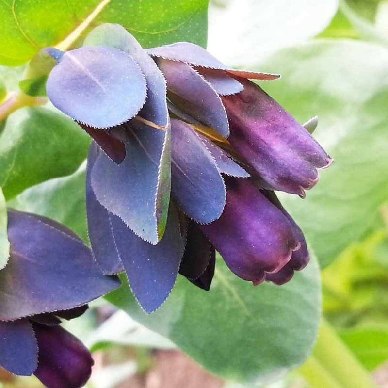 ブルーシクラメン 江戸ノ青（えどのあお）【花苗 5号底面給水鉢 開花株