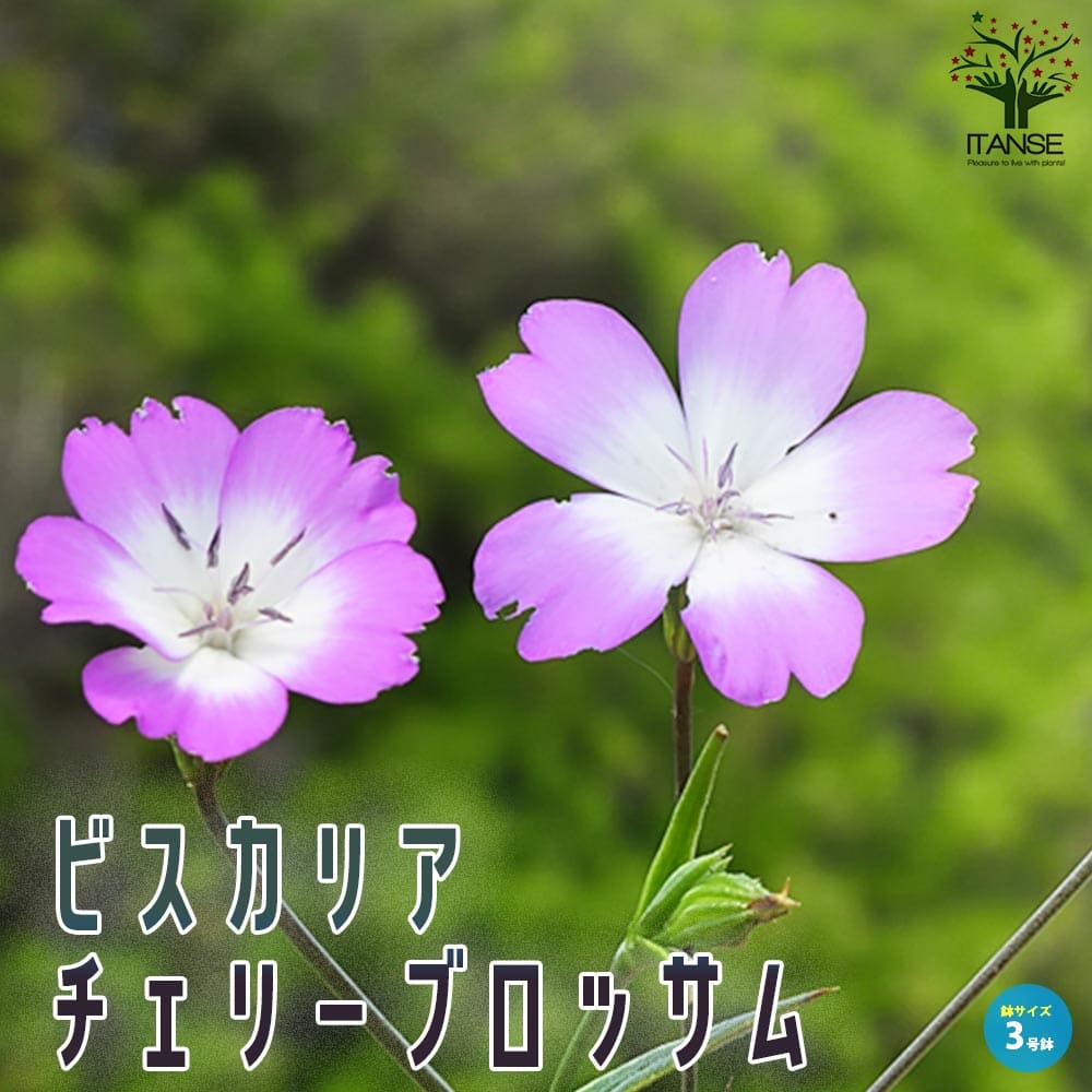 ビスカリア チェリーブロッサム【花苗 3号】｜ 【植物のITANSE
