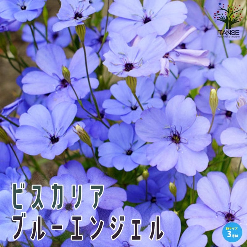 フィリカ プベッセンス ハイドラ【花苗 7号鉢／1個売り】｜ 【植物の