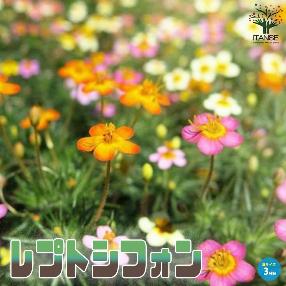 レプトシフォン 【花苗 3号】