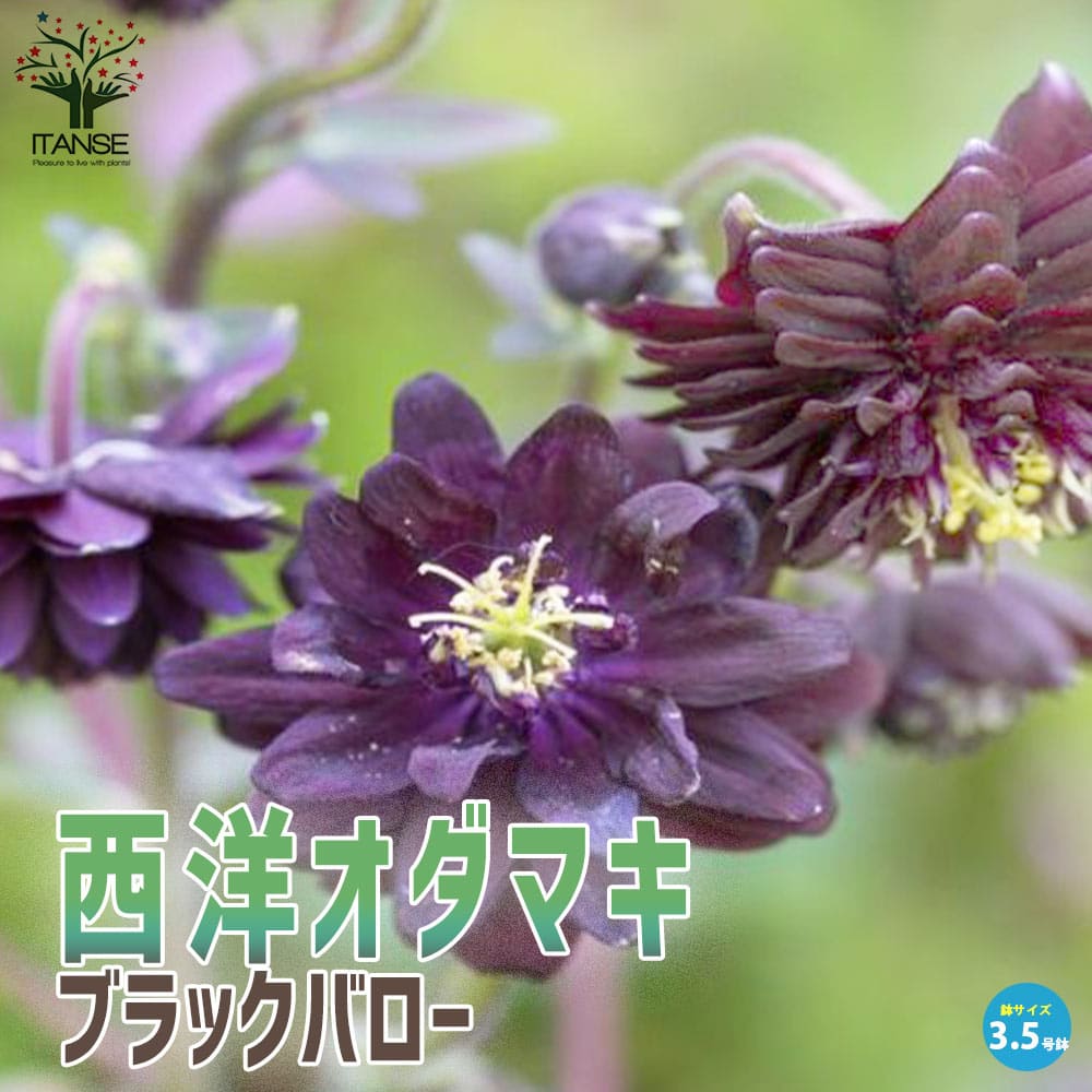 オダマキ ブラックバロー【花苗 3.5号】