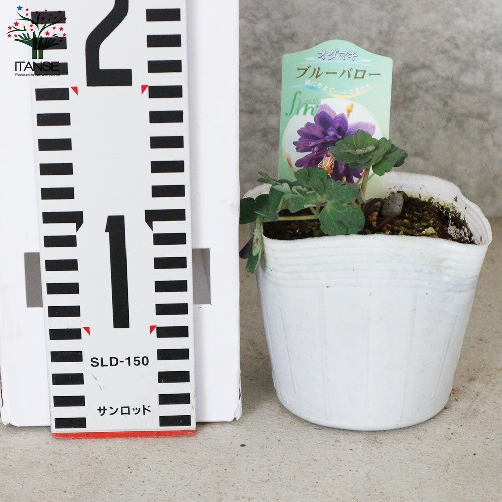 オダマキ ブルーバロー【花苗 3.5号】｜ 【植物のITANSE】全品