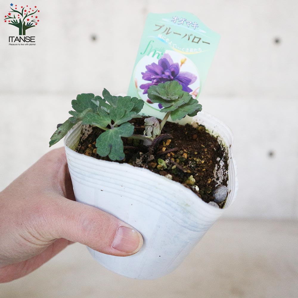 オダマキ ブルーバロー【花苗 3.5号】｜ 【植物のITANSE】全品