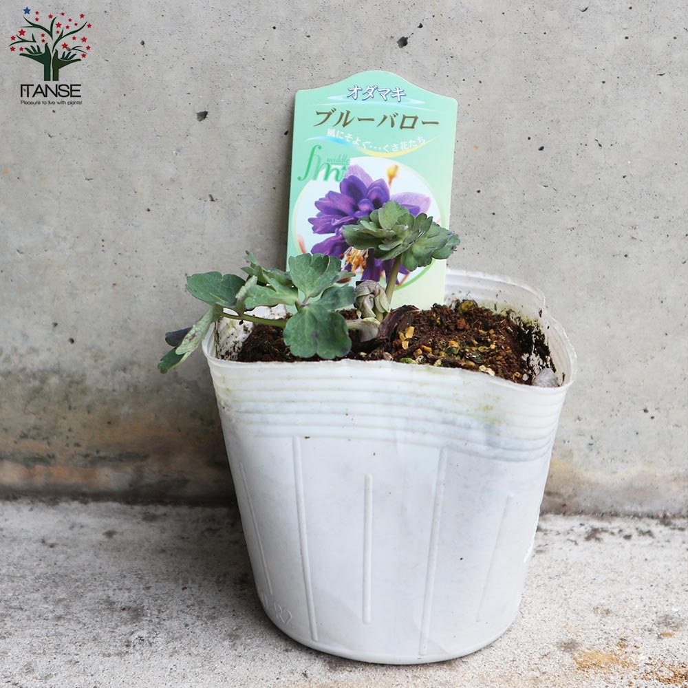 オダマキ ブルーバロー【花苗 3.5号】｜ 【植物のITANSE】全品