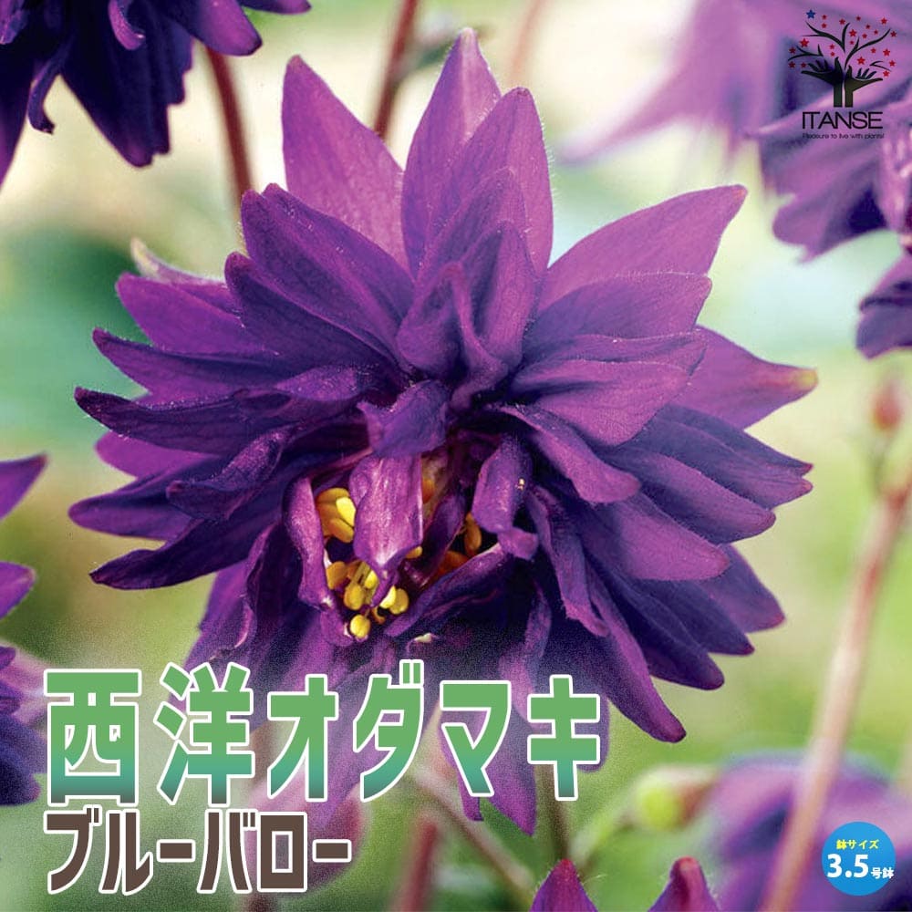 オダマキ ブルーバロー【花苗 3.5号】