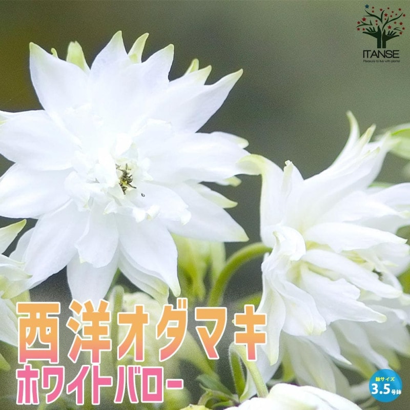 ポリゴナム (ヒメツルソバ)【花苗 3号ポット苗 グランドカバー苗