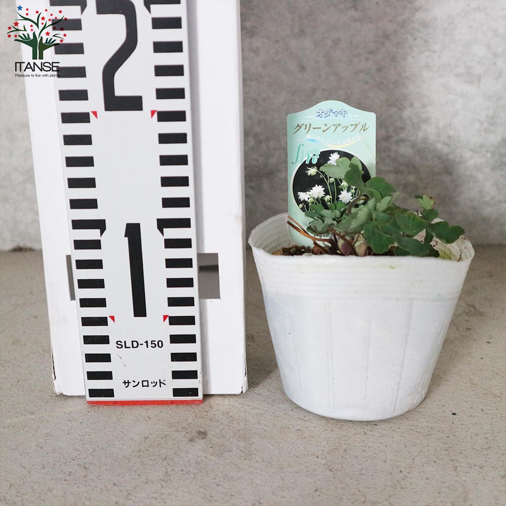 オダマキ グリーンアップル【花苗 3.5号】｜ 【植物のITANSE