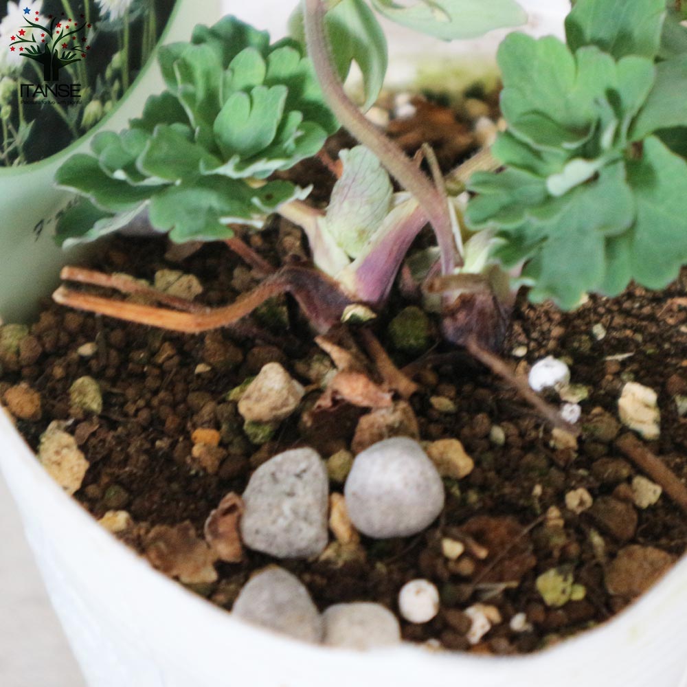 オダマキ グリーンアップル【花苗 3.5号】｜ 【植物のITANSE