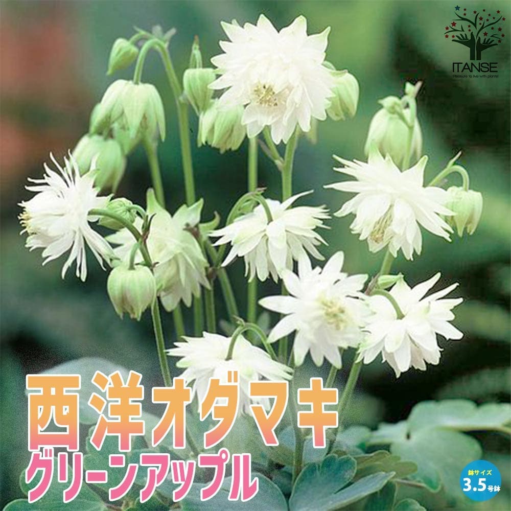 オダマキ グリーンアップル【花苗 3.5号】