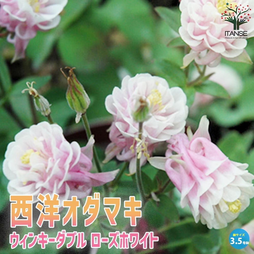 オダマキ ウィンキーWローズホワイト【花苗 3.5号】