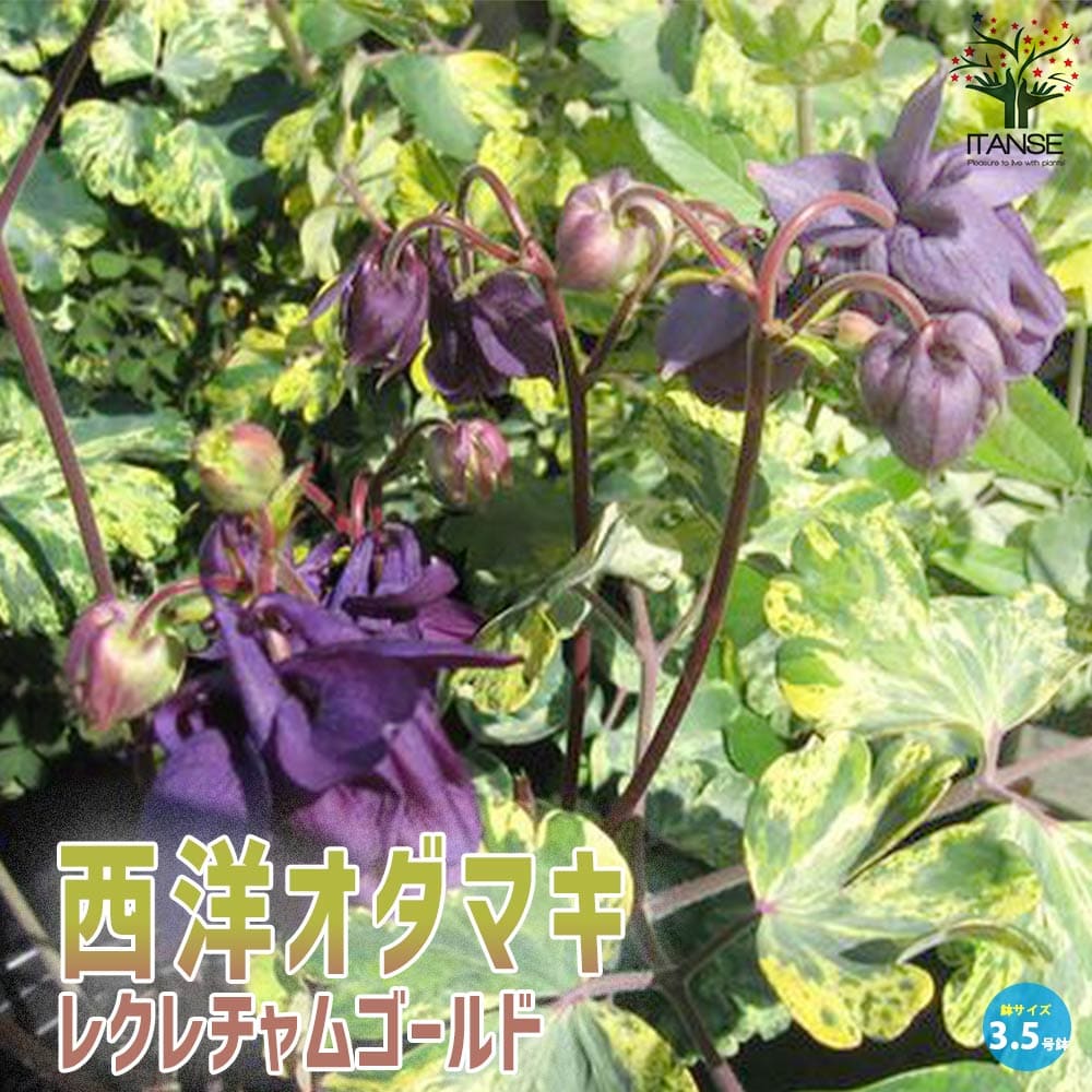 オダマキ レクレチャムゴールド【花苗 3.5号】