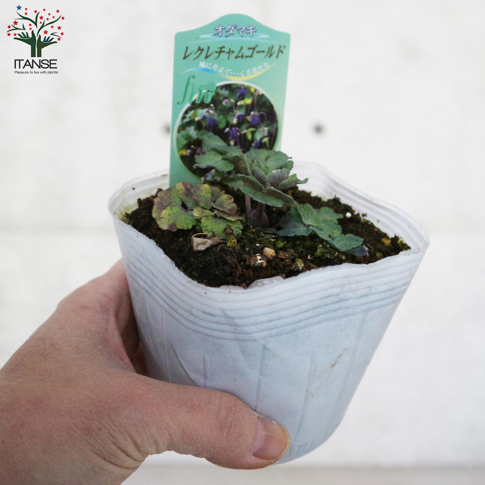 オダマキ レクレチャムゴールド【花苗 3.5号】｜ 【植物のITANSE