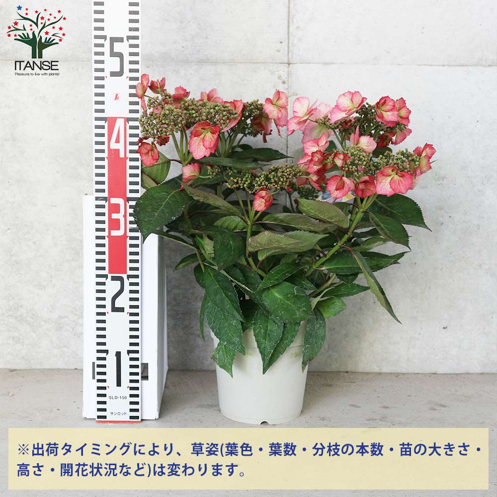 常緑アジサイ・春風のマーチ 色ミックス見計らい(赤系、青系