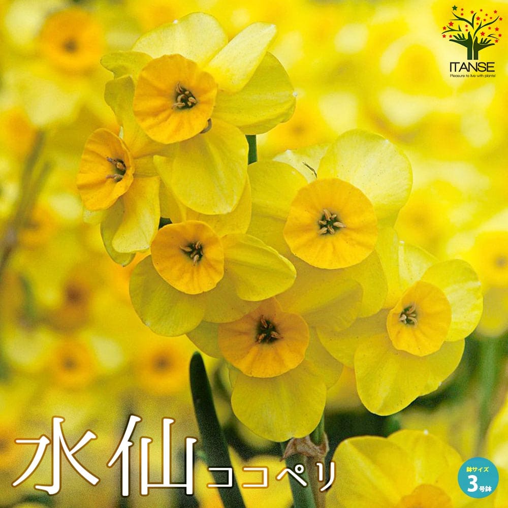 水仙・ココペリ【花苗 3号ロングポット苗 球根芽出し苗】