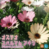 オステオスペルマム・アキラ グランドキャニオン【花苗 5号鉢(色ミックス見計い)】|花苗