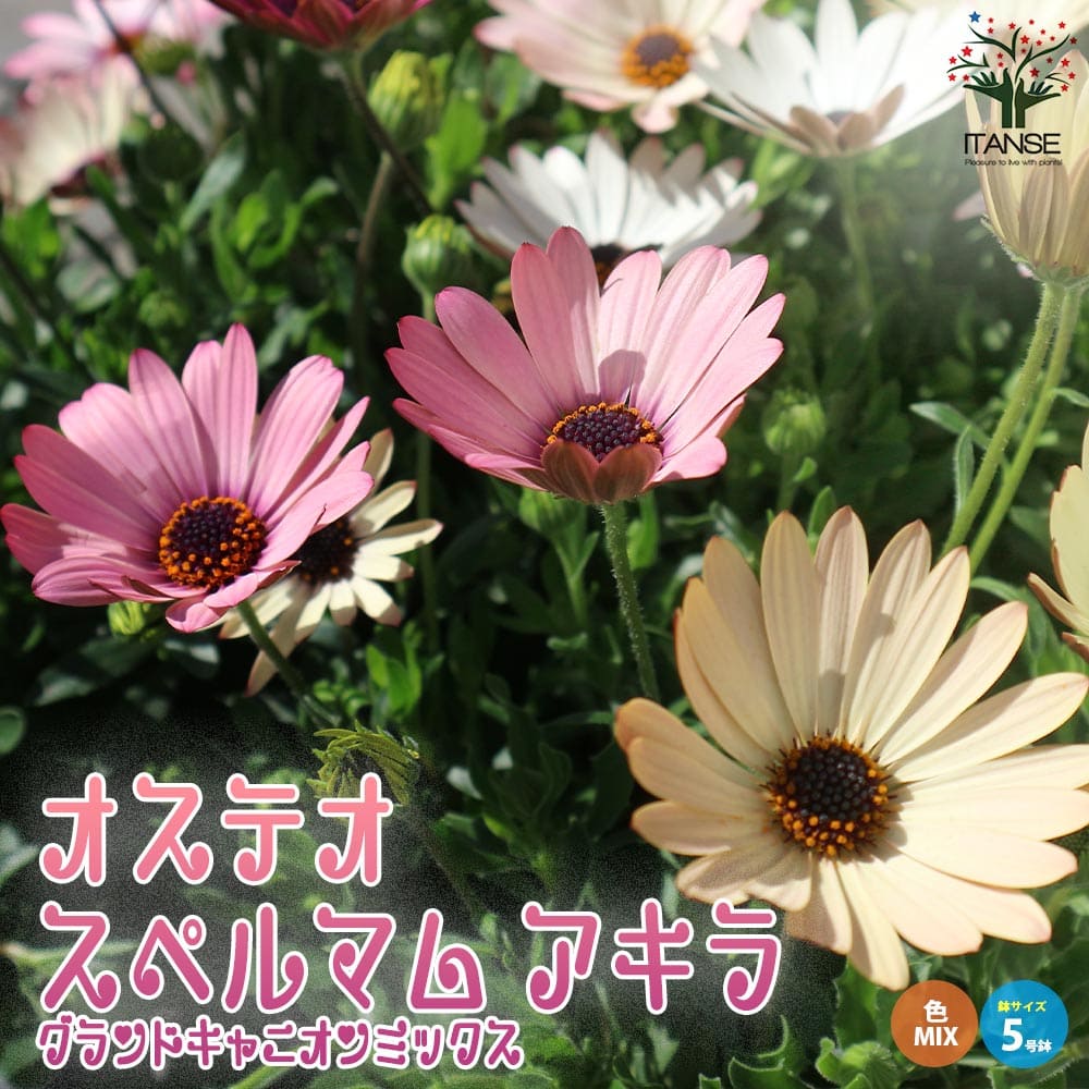 オステオスペルマム・アキラ グランドキャニオン【花苗 5号鉢(色ミックス見計い)】