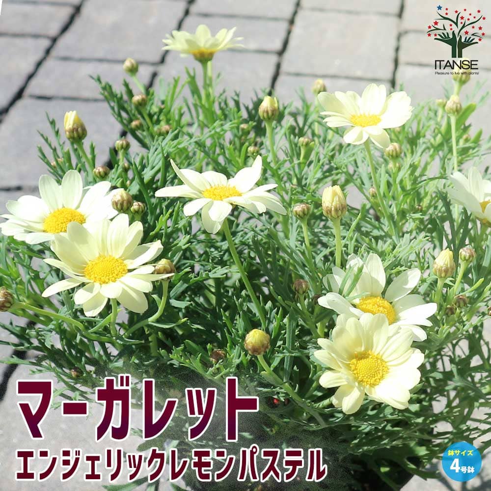 マーガレット・エンジェリックレモンパステル【花苗 4号鉢】