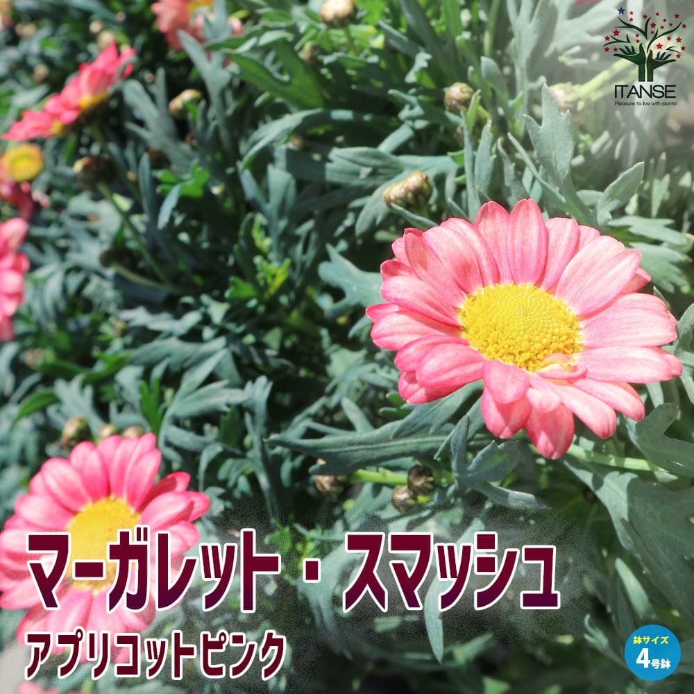 マーガレット・スマッシュ アプリコットピンク 花色が変化！【花苗 4号鉢】
