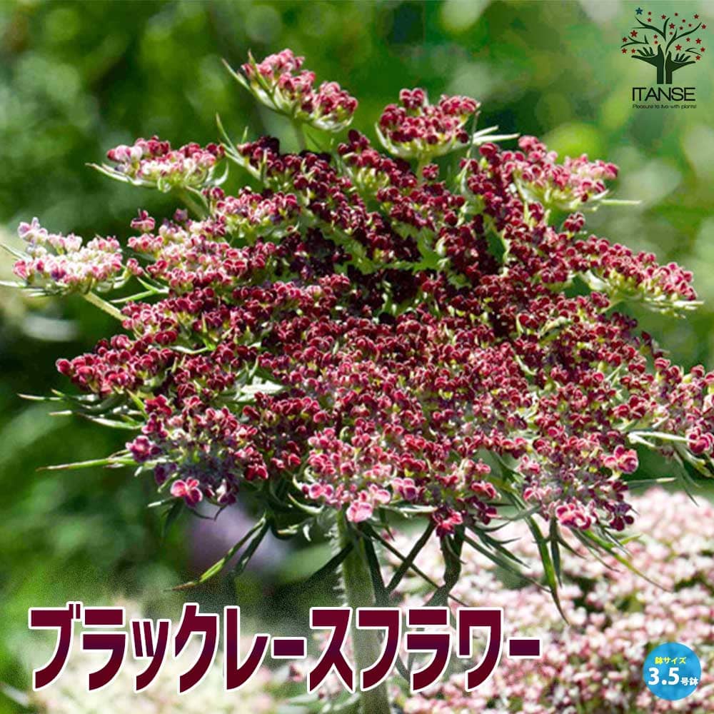 ブラックレースフラワー 【花苗 3.5号苗】