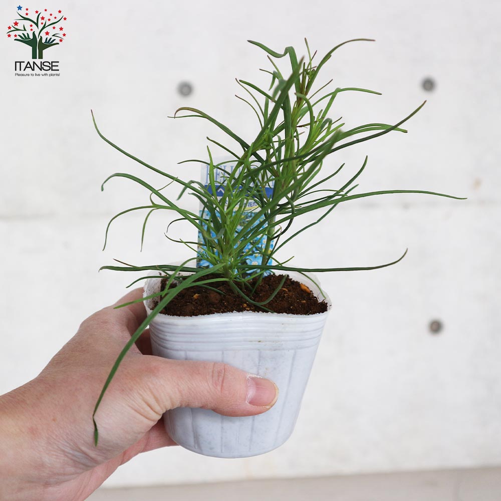 ヘリオフィラ・ブルー【花苗 3号ポット苗】｜ 【植物のITANSE