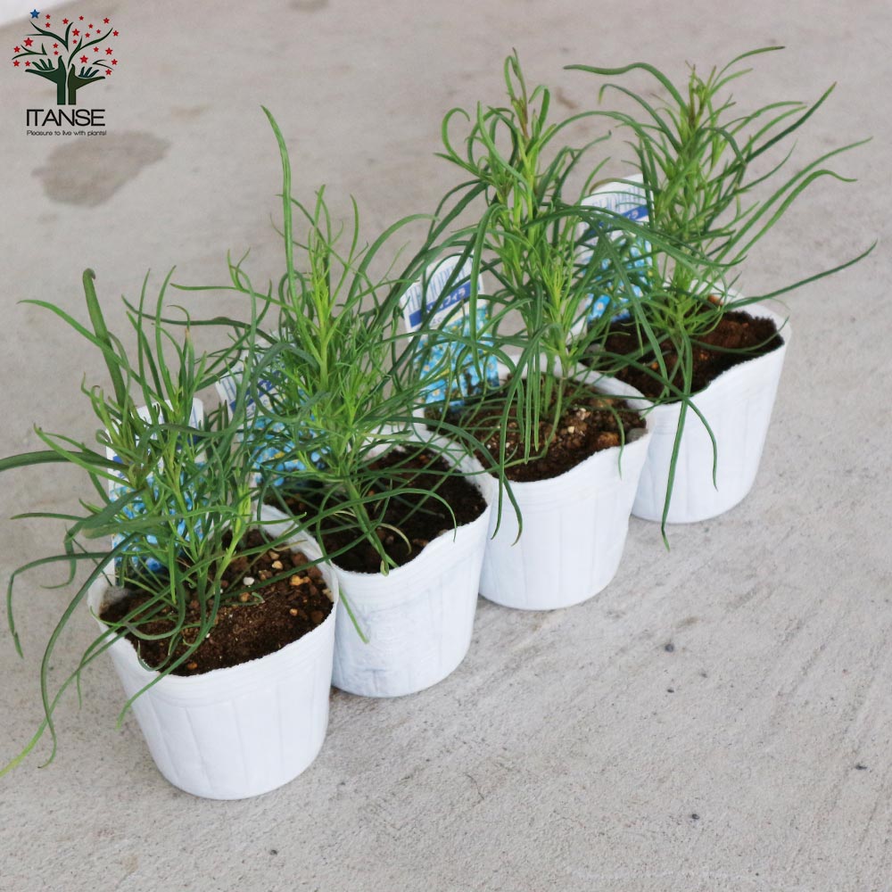 ヘリオフィラ・ブルー【花苗 3号ポット苗】｜ 【植物のITANSE