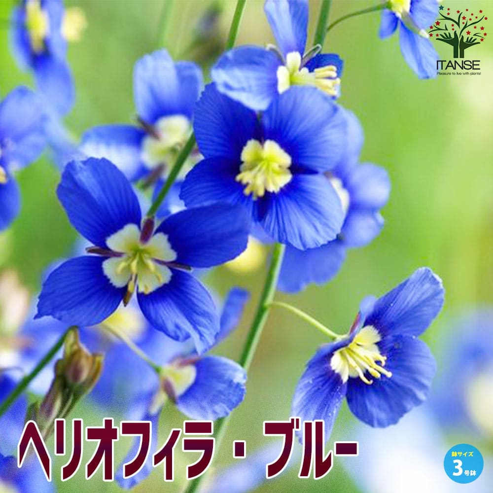 ヘリオフィラ・ブルー【花苗 3号ポット苗】｜ 【植物のITANSE