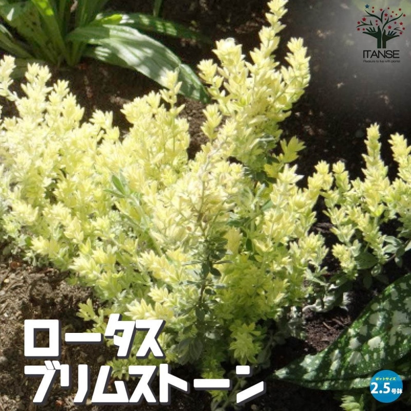 ロータス・ブリムストーン【花苗5～6号／1個売り】｜ 【植物の