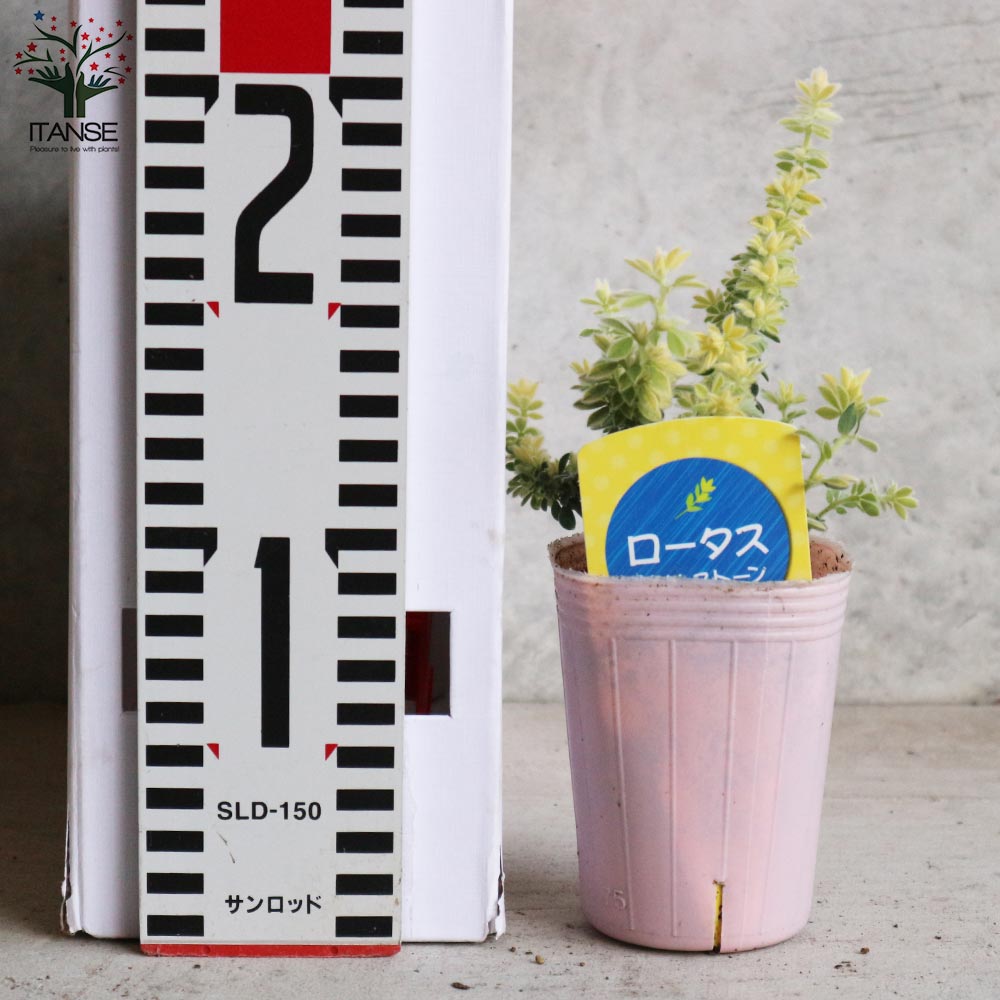 園芸 インテリア ポット ジェミニ モノ L 100/G 1個入り fs-m02h10e [p73] （代引き不可） 園芸 インテリア ポット ジェミニ モノ L 100⁄G 1個入り fs-m02h10e